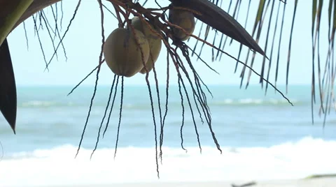 Coconuts in Tree with Tropical Sea Behind Stock Footage 45713529