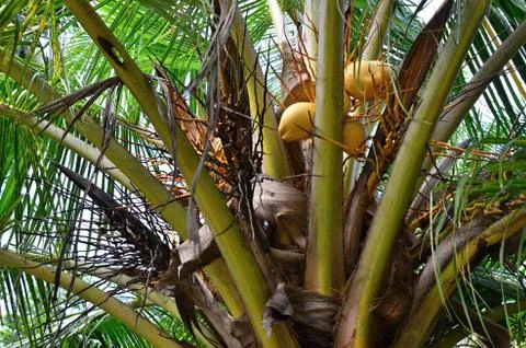 Coconuts tree with yellow walnuts areka tree Stock Photos