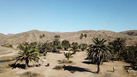 Coconuts trees on Catalina mountain Stock Footage 300851696