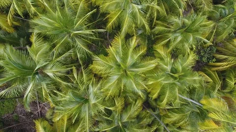 Coconuts trees on Devil's Island Salvation's Islands. Drone vertical view Video stock 95988715