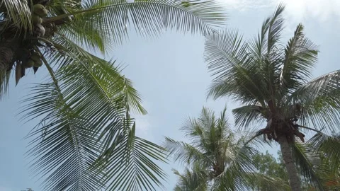 Coconuts trees Stock-Footage 221465288
