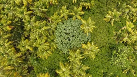 Coconuts trees paradise island vertical drone view (Salvation's Islands, Guiana) Stock Footage 95988551