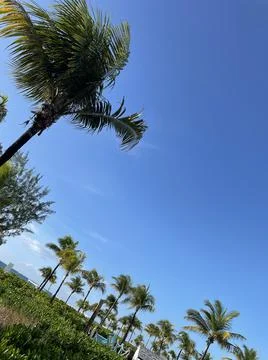 Coconuts Trees Foto stock