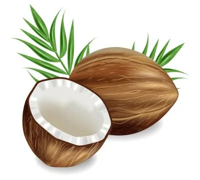 Coconuts Vector realistic. template tropic exotic background. detailed 3d ill Stock Illustration