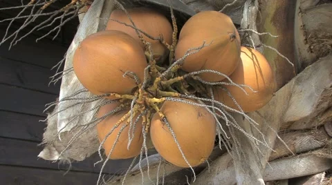 Coconuts viewed up close Stock Footage