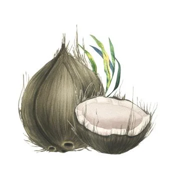Coconuts whole, halves and pieces with bright, green, tropical palm leaves. Hand Stock Illustration