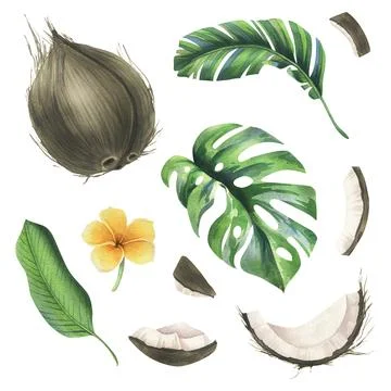 Coconuts whole, halves and pieces with bright, green, tropical palm leaves and Illustration