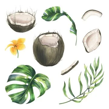 Coconuts whole, halves and pieces with bright, green, tropical palm leaves and Stock Illustration