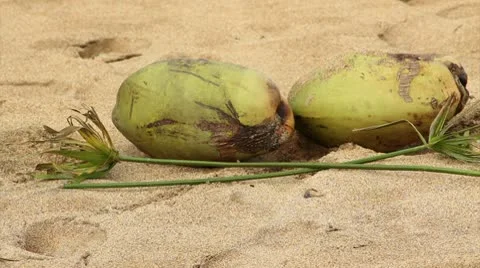CoconutsTitle Stock Footage 9483004