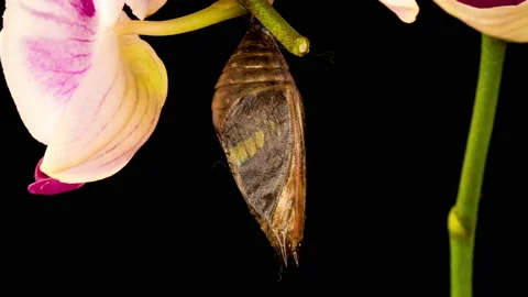 Cocoon and butterfly broken butterfly cocoons pinned on a stick butterfly Stock Footage 169071366