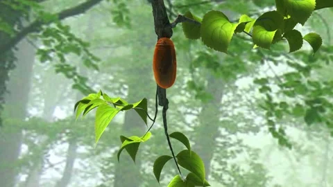 Cocoon and butterfly.broken butterfly cocoons pinned on a stick Stock Footage