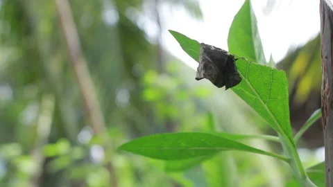 A cocoon attached to a leaf Stock Footage 195850971