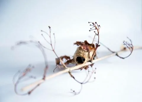 Cocoon on branch with white background Stock Photos