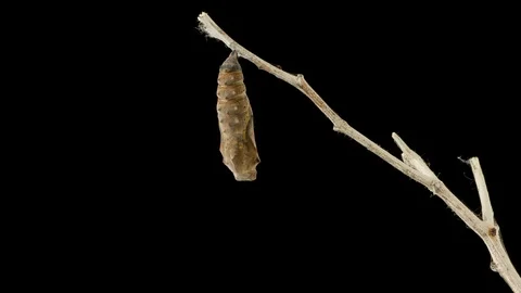 Cocoon Butterfly Time Lapse 動画素材 119484031