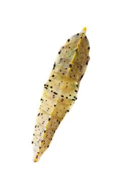 Cocoon of cabbage butterfly Stock Photos