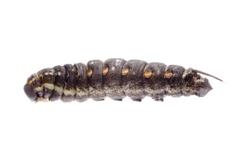 Cocoon caterpillar Foto stock