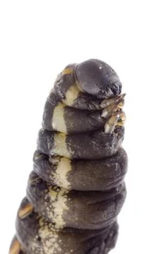 Cocoon caterpillar Stock-Fotos