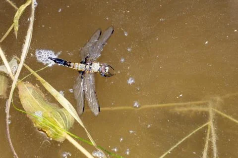 Cocoon of a dragonfly larva bug close dragon, Stock Photos