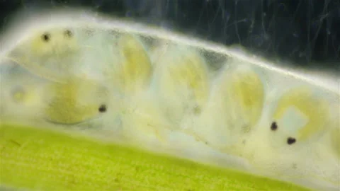 Cocoon with Eggs and Larvae water mites Hydrachnidia under a microscope Stock Footage 236384341