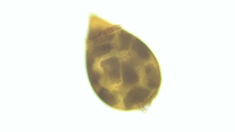 Cocoon with embryos under a microscope Stock Footage 258644405