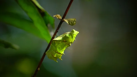 Cocoon Stock-Footage 221846015