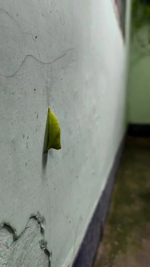 Cocoon Stock Footage 326553135