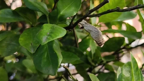 Cocoon Hanging on Citrus Tree Branch in Natural Garden Stock Footage 341657947