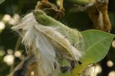 Cocoon of a Luna Moth Fotos de archivo