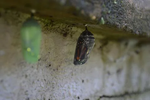 Cocoon-Monarch Stock Photos