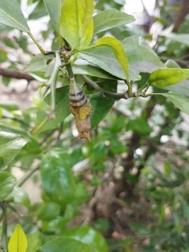 Cocoon on an orange tree Stock Photos