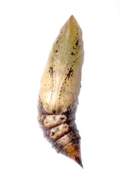 Cocoon 스톡 사진