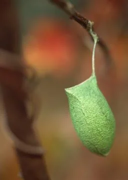 Cocoon Stock Photos