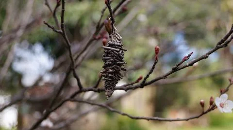 Cocoon Stock Photos