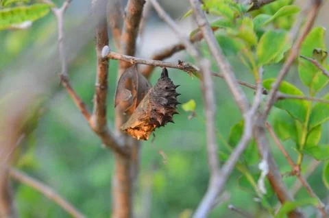 Cocoon Stock Photos