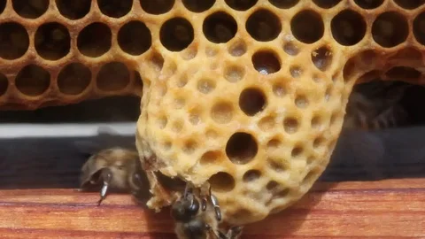 Cocoon Queen bee.  Future Queen Bee develops in a wax cocoon. Stock Footage 76586242