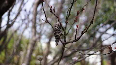 A cocoon ready to hatch Stock Photos