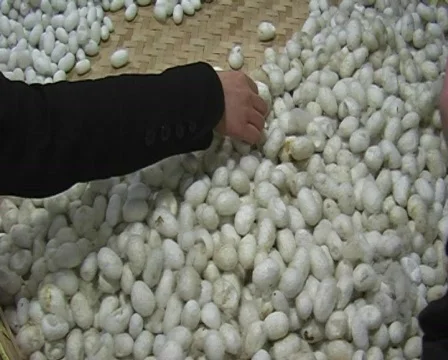 Cocoon silk factory Stock Footage 144744