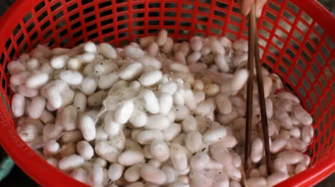 Cocoon silk Stock Footage 22803739