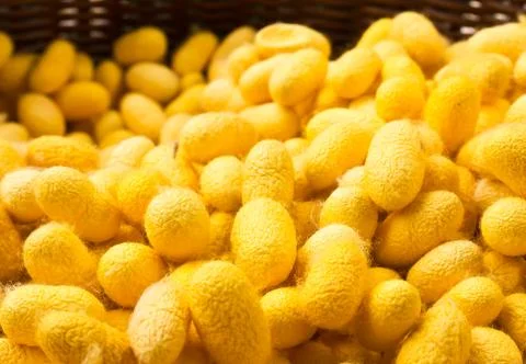 Cocoon silkworm Stock Photos