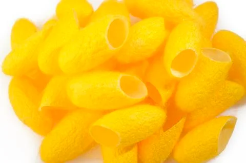 Cocoon silkworm Stock Photos