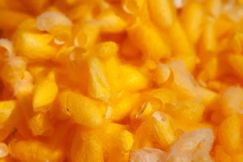 Cocoon silkworm Stock Photos