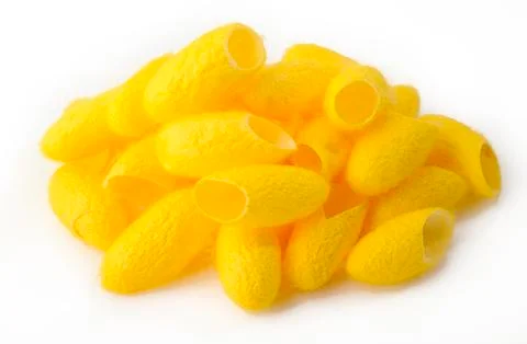 Cocoon silkworm on white Stock Photos
