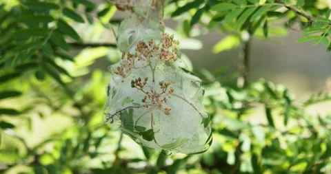 Cocoon of spider web parasite caterpillars on a rowan tree branch on a summer Stock Footage 266607405