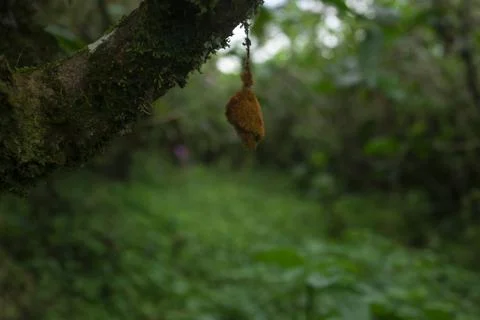 Cocoon on a Tree Branch in a Lush Forest Stock Photos
