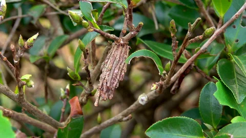 Cocoon_ Stock-Footage 332258655