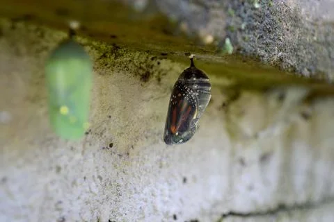 CocoonMonarch Stock Photos