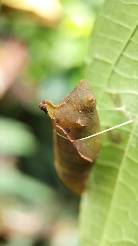 Cocoons Stock Footage 217529392
