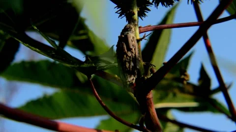 Cocoons on tree trunks Video stock 230212195