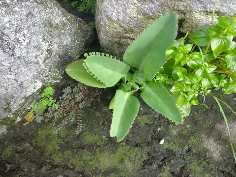 Cocor duck Stock-Fotos