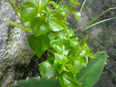 Cocor duck Fotos de archivo